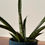 Miniatura: Nenáročná rostlina Sansevieria trifasciata s dlouhými, vzpřímenými, pruhovanými listy.