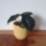 Rostlina Alocasia 'Black Velvet' s tmavě zelenými až černými sametovými listy a výraznými bílými žilkami.