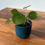 Miniatura: Rostlina Pilea peperomioides s kulatými, lesklými listy na tenkých stoncích, známá jako "čínský penízek".