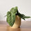 Miniatura: Tropická rostlina Anthurium villenaorum s velkými, sametovými listy v hluboké zelené barvě s výraznými bílými žilkami, ideáln