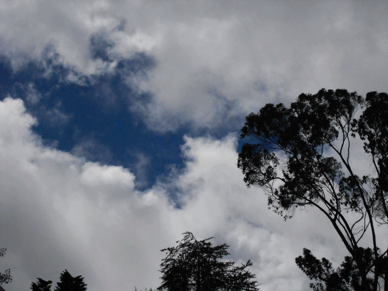 Arbol.gif