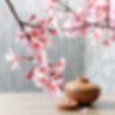 sakura branch for a spa background.jpg