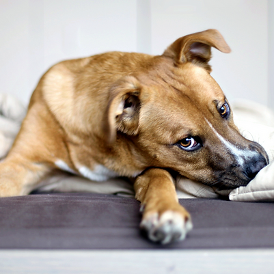 Dog Resting Indoors_edited.png