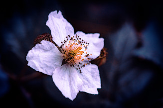 5 Blackberry.jpg