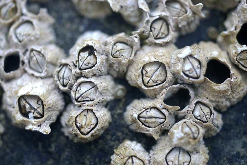 Acorn Barnacle