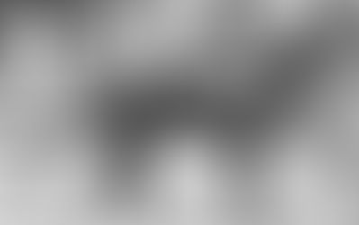 ベンジャミンが亡くなった日。