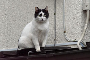 国際腐敗防止デー(The International Day against Corruption)