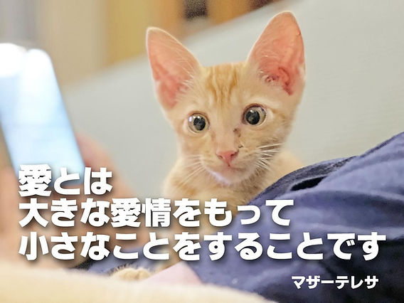 まざ〜てれさ マザーテレサ生誕日