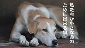 ビキニ・デーに因んで