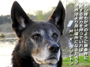 誰もが無条件で愛する能力を持つことが出来たら