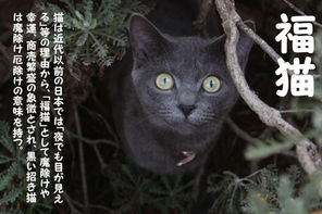 福猫