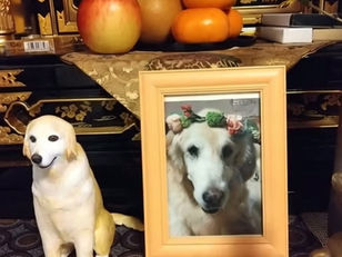 ケリーちゃんのペットフィギュアと写真の供養台。父犬タイラーとの思い出（Wan Nyan Monument: A memorial display of Kelly and her father Tyler）