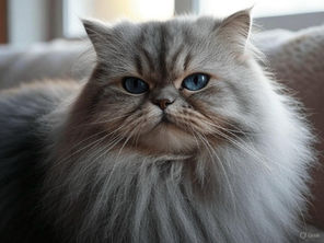 ペルシャ猫はペルシャ猫のままで。