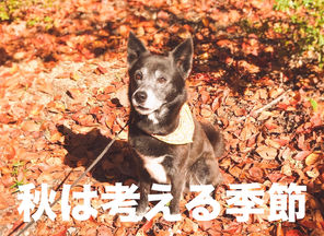 秋は考えことをするには絶好の季節です。