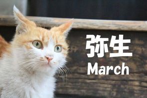 3月、今月もどうぞ宜しくお願いします。