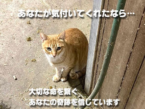 きっと声は届きます!