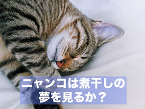 ニャンコは煮干しの夢を見るか?