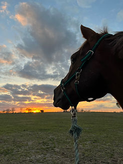 scenic-horsefarm-Green-Trees-Farm-Grace-Trail-Troy-TX-Grace-Trail-Trail-Kit-.jpeg