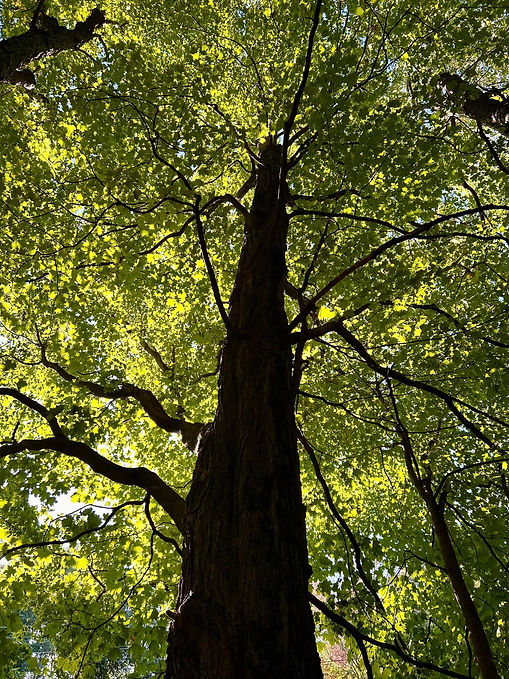 community-beautification-plymouth-ma_edi