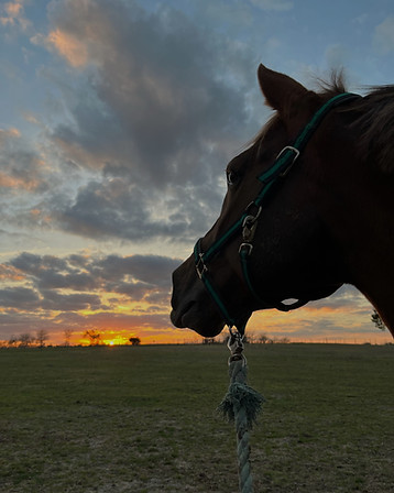 scenic-horsefarm-Green-Trees-Farm-Grace-