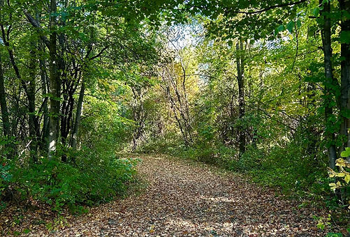 Hardack VT Grace Trail Walking Path.jpeg