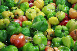 Scotch bonnets Aunt Elsie/Urbi Khan