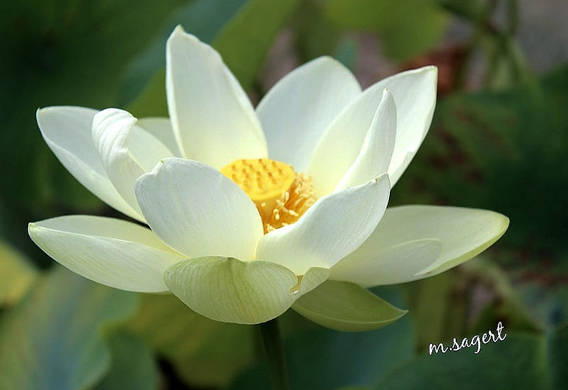 weiße Lotusblüte_edited.jpg