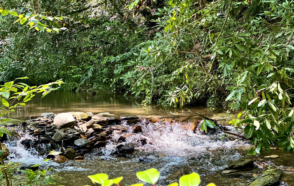 Mountain Stream