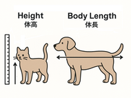 猫や犬の身長ってどう測るの？