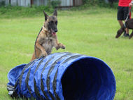 世界で行われる犬や猫の面白い競技や大会