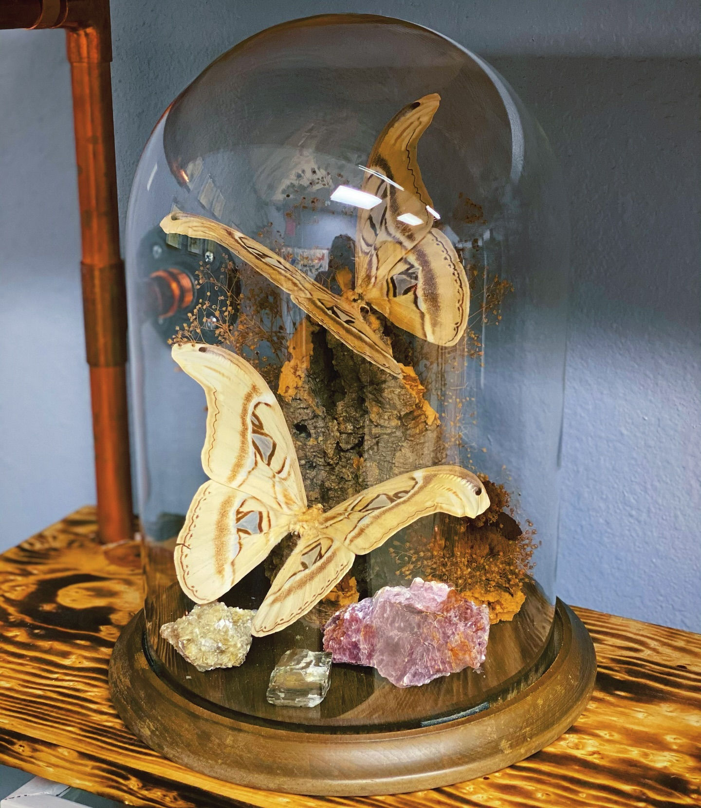 Glass Cloche Display