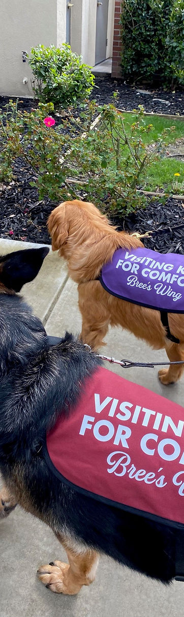 visiting k9s for comfort.jpg