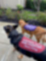 visiting k9s for comfort.jpg