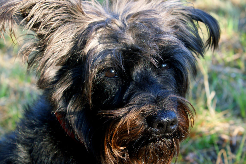 CU black dog.jpg