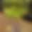 Thumbnail: 白茶 精选幼芽 特级品质 500g