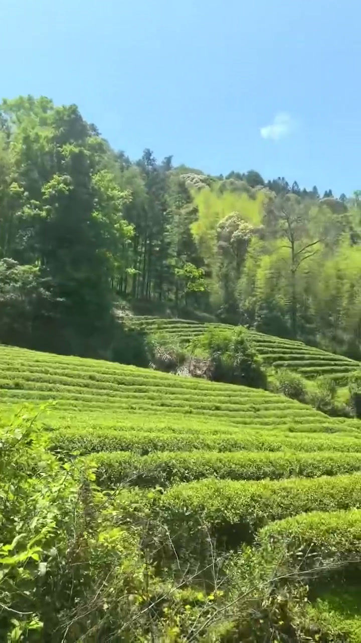 Thumbnail: 精选头春新茶 高山绿茶 500克