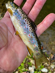 Bloody Run Little Brown 9-21-22.jpg