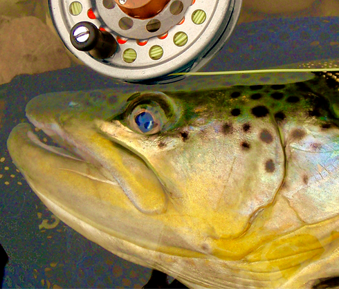 28_ Brown Trout, Klondyke Park 10-10-22_edited.png