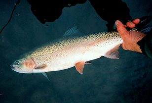 Really Big Rainbow.jpg
