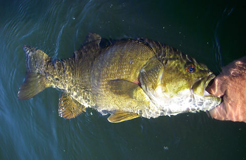 Big SMBass#1_Mendota.jpg