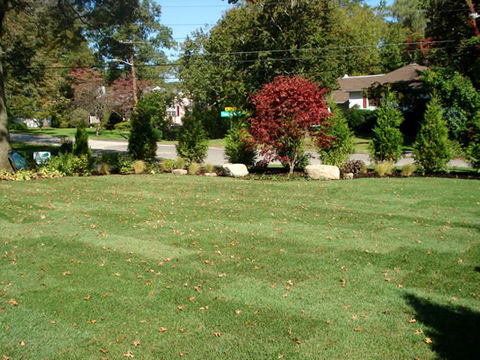 Lawn with Plantings