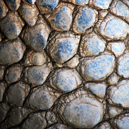 Dragon Skin