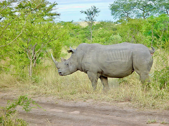 Rhino passing by