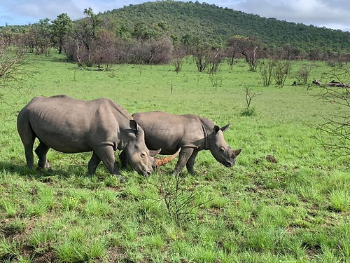 rhinos-grazing.jpg