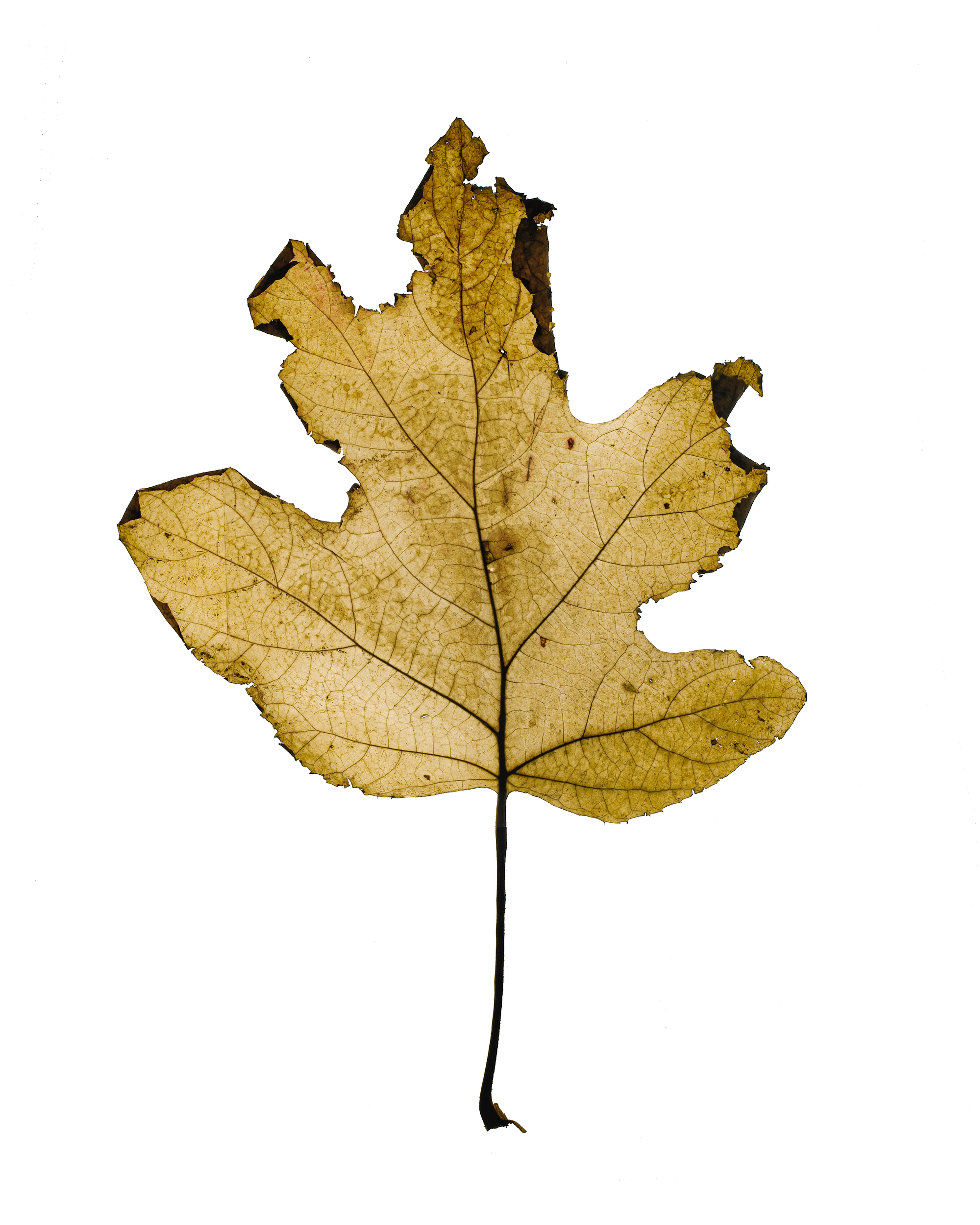 Sycamore 1