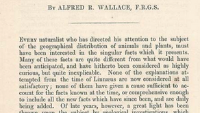 David Lloyd's articles on why he thinks Wallace is a genius.......
