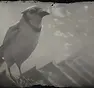 RDR2-hunt-bluejay2.webp