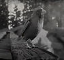 RDR2-hunt-cardinal2.jpg