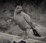RDR2-hunt-oriole2.webp
