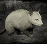 RDR2-hunt-opossum2.jpg